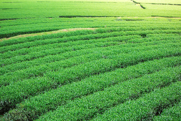 Landscape of the tea plantations
