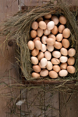chicken eggs in a nest
