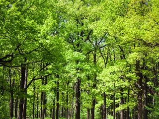 Gardinen Wälder oak trees in green forest  © vvoe