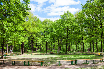 green oak trees and benches in city garden