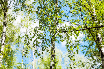 twig of birch tree with green leaves in forest
