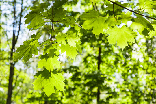 green leaves of maple tree close up in forest