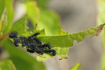 Raupen des Kleinen Nachtpfauenauges  (Saturnia pavonia) an Blutrotem Hartriegel (Cornus sanguinea)