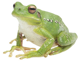 tree frog or treefrog, hypsiboas riojanus. A mcro of a beautiful green animal isolated on a white background.