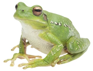 Washable wall murals Frog tree frog or treefrog, hypsiboas riojanus. A mcro of a beautiful green animal isolated on a white background.
