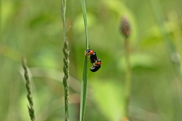 Smaragdina flavicollis bei der Paarung