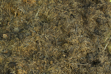 dirty wastes of cattle