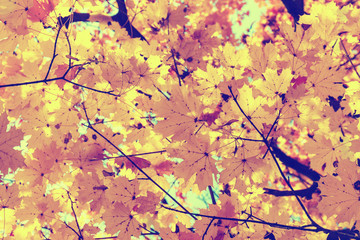Colorful background of autumn leaf, vintage look