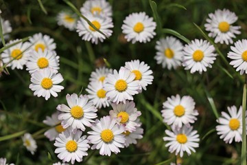 Fototapeta premium Gänseblümchen (Bellis perennis) 