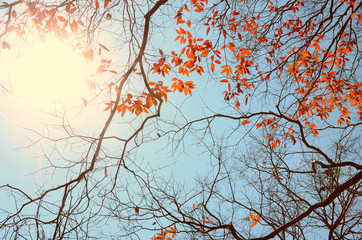 Autumn tree branch background.