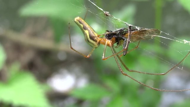 Une araign&eacute;e avec son casse cro&ucirc;te.
