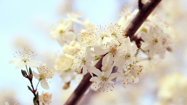 Cherry tree bloom. Closeup. Delicate cherry flowers in sun light. Flowers blossom on cherry tree. Branch of cherry blossoming in sunlight. Macro. Blossoming flowers in spring. Blooming tree in spring
