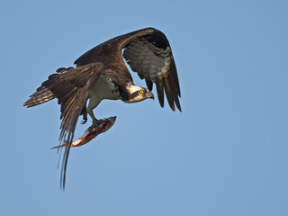 Osprey in Flight with Fish