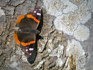 Obraz premium Red Admiral Butterfly