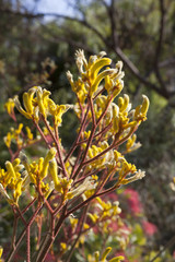 garden in Barcelona, Spain. Kangaroo paw (Anigozanthos)
