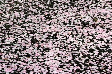 Carpeted cherry blossom petals on the ground