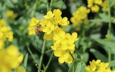 A busy bee collecting nectar from Rapseed flowers