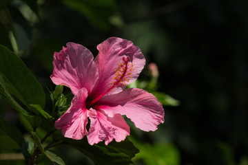 Obraz premium Flor Rosa Esta linda flor é bastante comum no Cerrado Brasileiro.