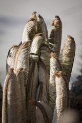 Plants in a park in Barcelona. Natal Cycad. Encephalartos natalensis