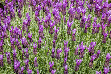 Fototapeta premium Spanish Lavender, 