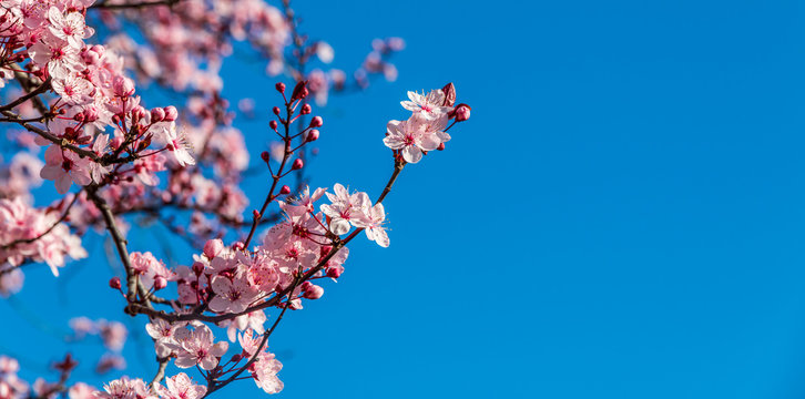 Beautiful flowering plum " prunus mume " against a blue sky.