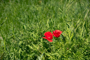 Wild flowers on green meadow.