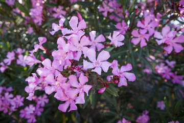 Plants in a park in Barcelona. Oleander