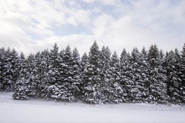 Evergreen forest in Winter