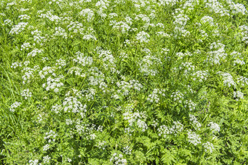 Beautiful spring background