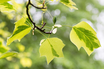 Liriodendron tulipifera 'Aureo-marginatum' leaves. Foliage of garden hybrid tree in family Magnoliaceae
