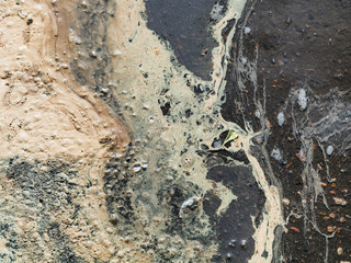 birch pollen in water of puddle in spring