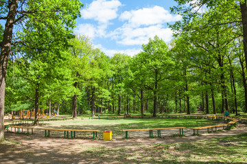 Obraz premium green oak grove and benches on clearing