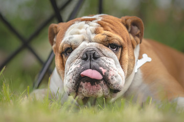 English bulldog with tongue sticking out