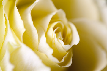 yellow rose