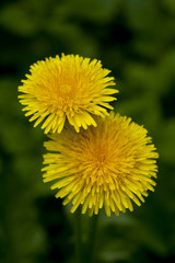 dandelion against green background.
