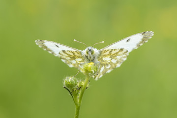 Orange tip butterfly