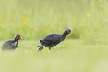 Coot chick walking a field