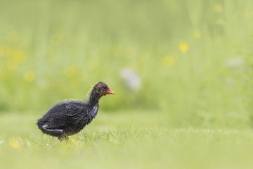 Coot chick walking a field