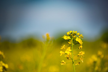 Obraz premium Rapeseed field, Blooming canola flowers close up