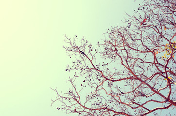 Autumn tree branch background.