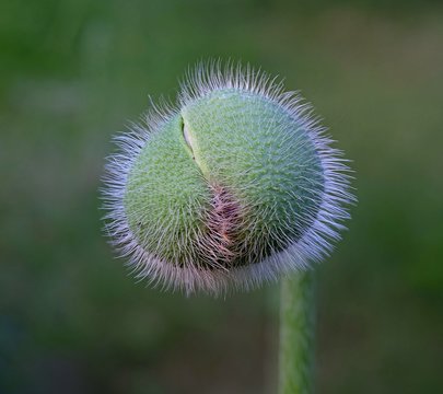 One bud of oriental poppy
