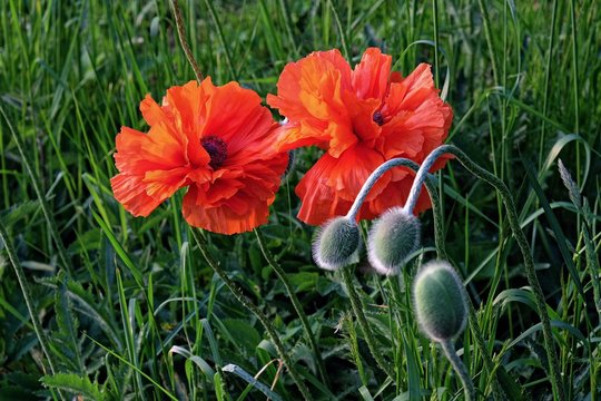 blooming oriental poppies and their buds