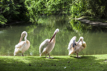 White Pelicans enjoy the sun