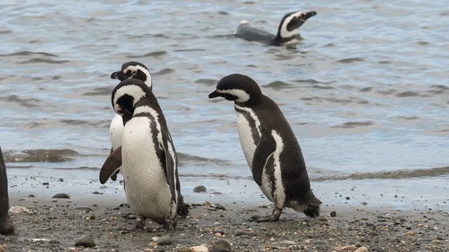 A group of 3 Magellanic penguin on the beach at Otway Sound Penguin Colony, Chile