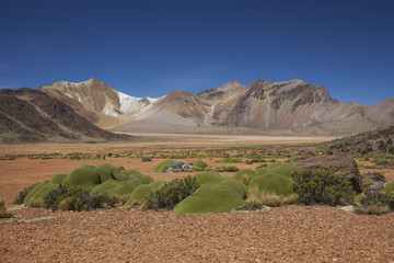 Colourful mountains at Suriplaza in the Atacama Desert of north east Chile. The green plants in the foreground are rare native cushion plants, Azorella compacta.