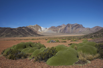 Colourful mountains at Suriplaza in the Atacama Desert of north east Chile. The green plants in the foreground are rare native cushion plants, Azorella compacta.