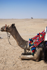 camels in desert, Egypt