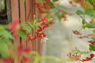 Rangoon creeper vine of red flower climb along the wooden fence - soft focus