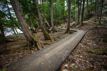 Crooked Boardwalk Path In The Woods.  Winding wooden boardwalk through a cedar forest with trees leaning towards the river. Tahquamenon Falls State Park.