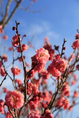 梅の花